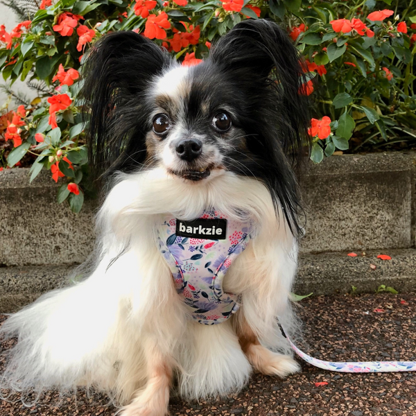 Où voyager avec son chien? A la découverte des plus beaux endroits de France avec Lady la célèbre Épagneul papillon